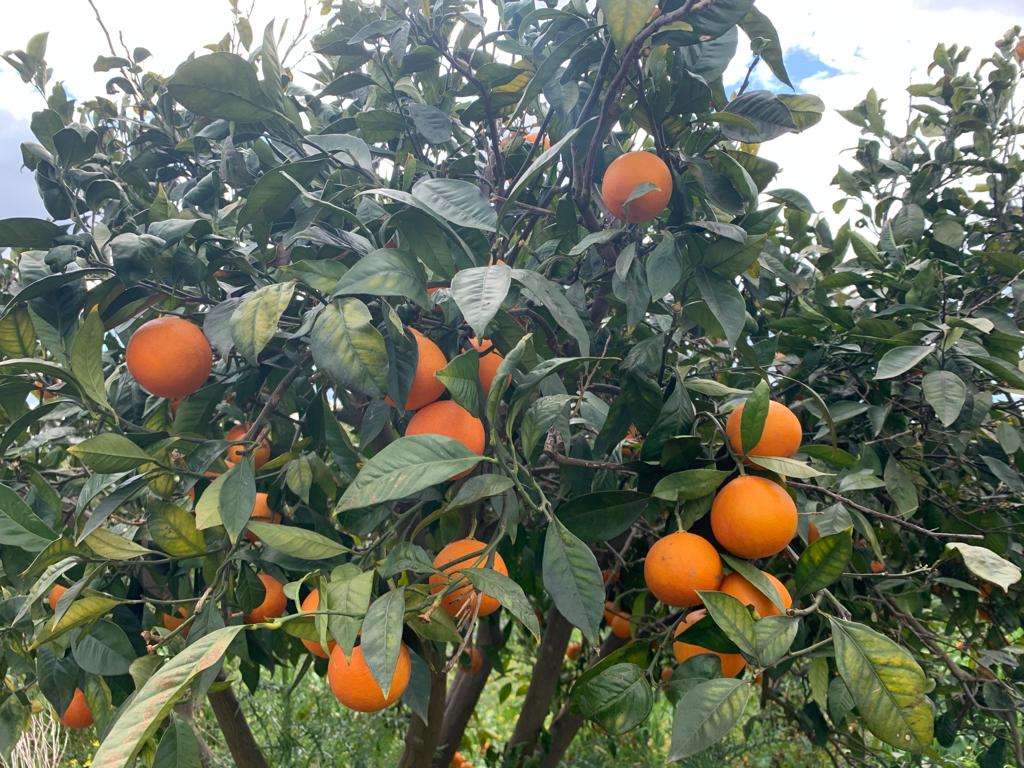 Raccolta solidale arance in un terreno confiscato alla mafia di contrada Jungetto