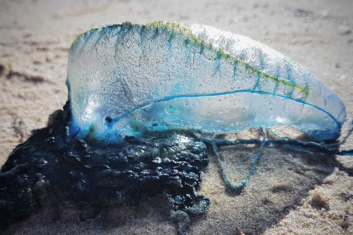 La Caravella Portoghese è sempre stata presente nel Mar Mediterraneo