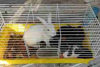 Sequestro di autoriparazione per danni ambientali e recupero animali in gabbia