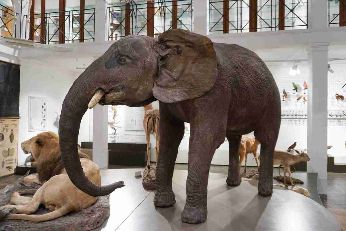 Il “nuovo” Museo di Zoologia compie un anno