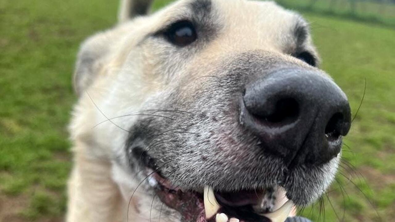 Cane torturato a Catania, taglia 11 mila euro