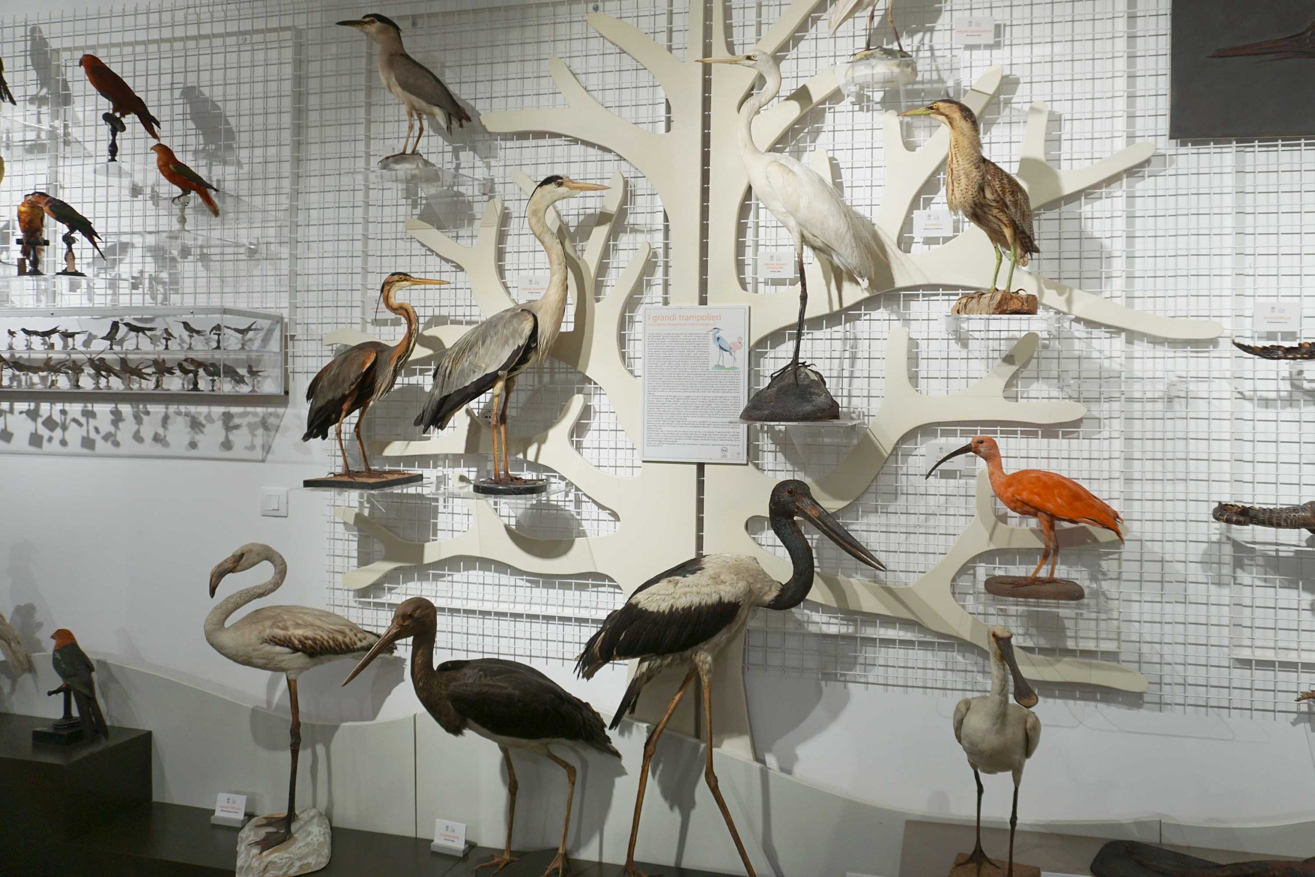«Ci vuole orecchio», al Museo di Zoologia il ‘canto’ degli uccelli siciliani