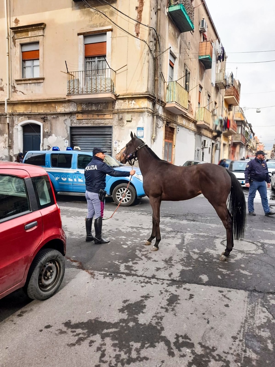 Controllate 3 stalle a San Cristoforo, sequestrati 4 cavalli e farmaci dopanti