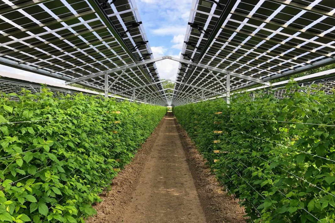 Sostenibilita’: agrivoltaico, una nuova energia per l’agricoltura
