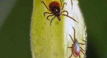 Allarme Zecche: é invasione in tutta Italia | Questo é l’unico spray che le tiene lontane