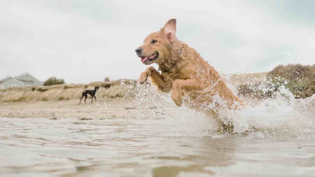 Cane si tuffa in mare