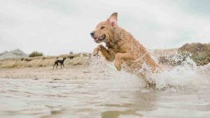 Cane si tuffa in mare