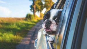 In vacanza con il cane in auto