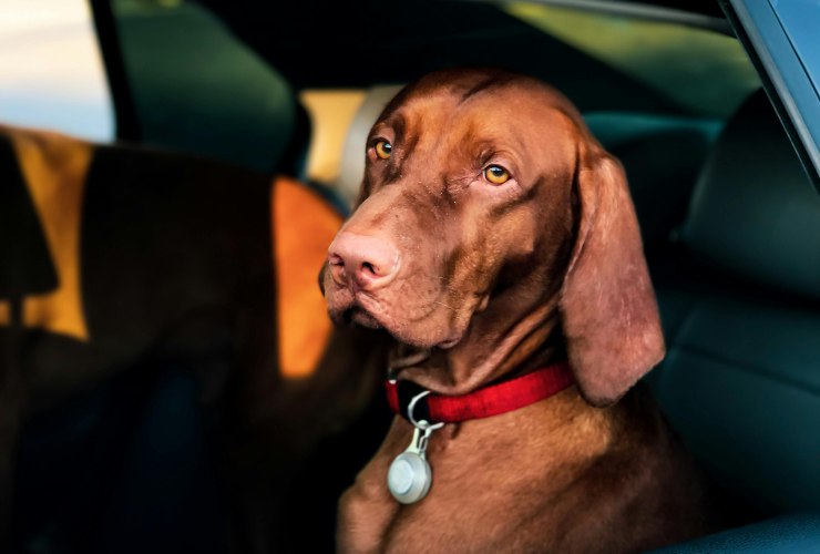 In vacanza con il cane in auto