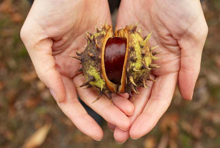 Come devi cucinare le castagne