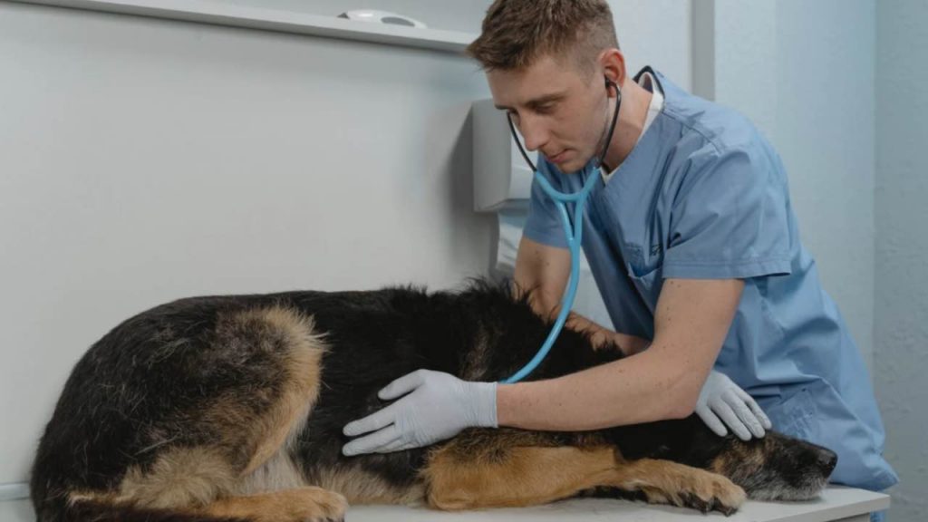 Cane dal veterinario